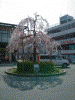 山科駅前のしだれ桜