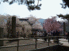 醍醐寺の桜(1)