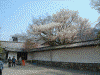 醍醐寺の桜(6)/三宝院