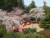 醍醐寺の桜(14)/三宝院