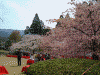 醍醐寺の桜(17)/三宝院