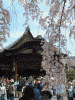 醍醐寺の桜(11)/三宝院