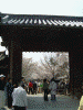 醍醐寺の桜(12)/三宝院