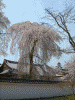 醍醐寺の桜(20)/霊宝園