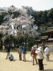 醍醐寺の桜(21)/伽藍