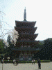 醍醐寺の桜(23)/伽藍