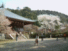 醍醐寺の桜(25)/伽藍