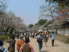 醍醐寺の桜(29)