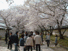 醍醐寺の桜(30)/霊宝園前の桜のトンネル