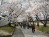 醍醐寺の桜(31)/霊宝園前の桜のトンネル