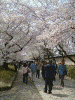 醍醐寺の桜(32)/霊宝園前の桜のトンネル
