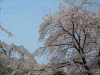 醍醐寺の桜(38)/霊宝園