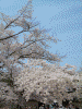 醍醐寺の桜(40)/霊宝園