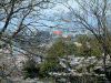 琵琶湖疏水べりから平安神宮の鳥居を眺める