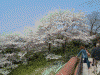 琵琶湖疏水べりの桜