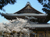 南禅寺の桜(2)