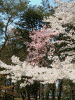 南禅寺の桜(11)