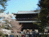 南禅寺の桜(12)