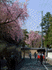 土塀と桜と人力車(1)