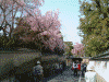 土塀と桜と人力車(2)