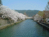 疏水べりの桜(4)