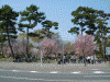 岡崎公園の桜(1)