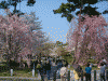 岡崎公園の桜(2)