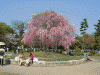 岡崎公園の桜(3)
