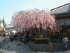 嵐山の桜(2)