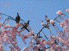 嵐山の桜(6)