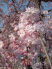 嵐山の桜(7)
