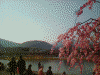 嵐山の桜(8)