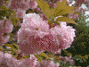 あしかがフラワーパークの藤以外の花(2)/八重桜