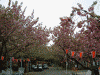 天平の丘公園の八重桜(1)