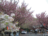 天平の丘公園の八重桜(2)