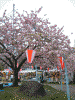 天平の丘公園の八重桜(3)