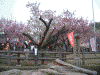 天平の丘公園の八重桜(5)