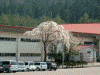 荘川中学校の桜(3)