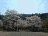 荘川の里の桜(5)