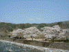 荘川の里の桜(11)