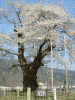 荘川桜(2)