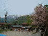 白川郷(11)/鯉のぼりと八重桜と白山