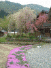 白川郷(20)/桜と八重桜