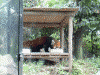 ズーラシア(9)／亜寒帯の森・レッサーパンダ