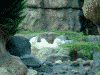 ズーラシア(16)／亜寒帯の森・ホッキョクグマ