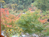 薫楓亭から眺める香嵐渓の紅葉・黄葉