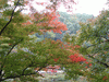 香嵐渓の紅葉・黄葉(19)