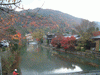 嵐山・渡月橋周辺の紅葉・黄葉(1)
