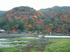嵐山・渡月橋周辺の紅葉・黄葉(13)