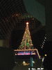 京都駅大階段のクリスマスツリー(1)